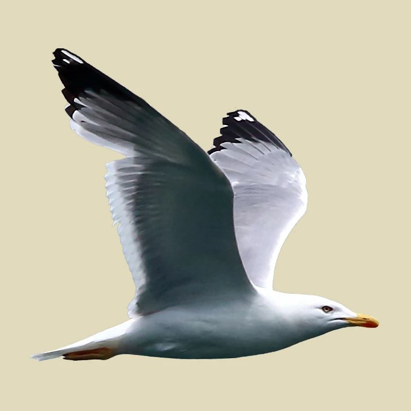 Möve