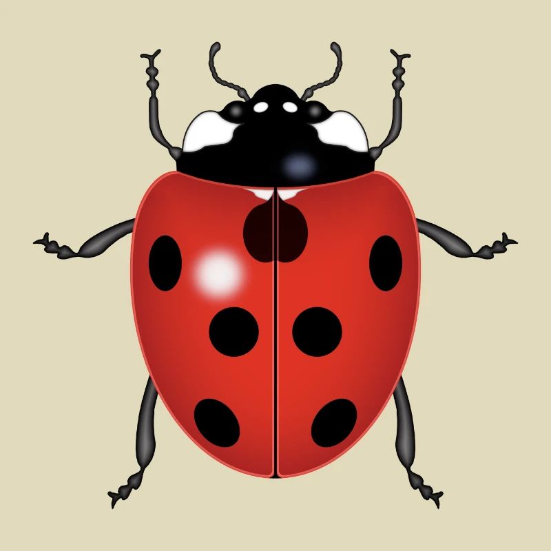 LADYBUG