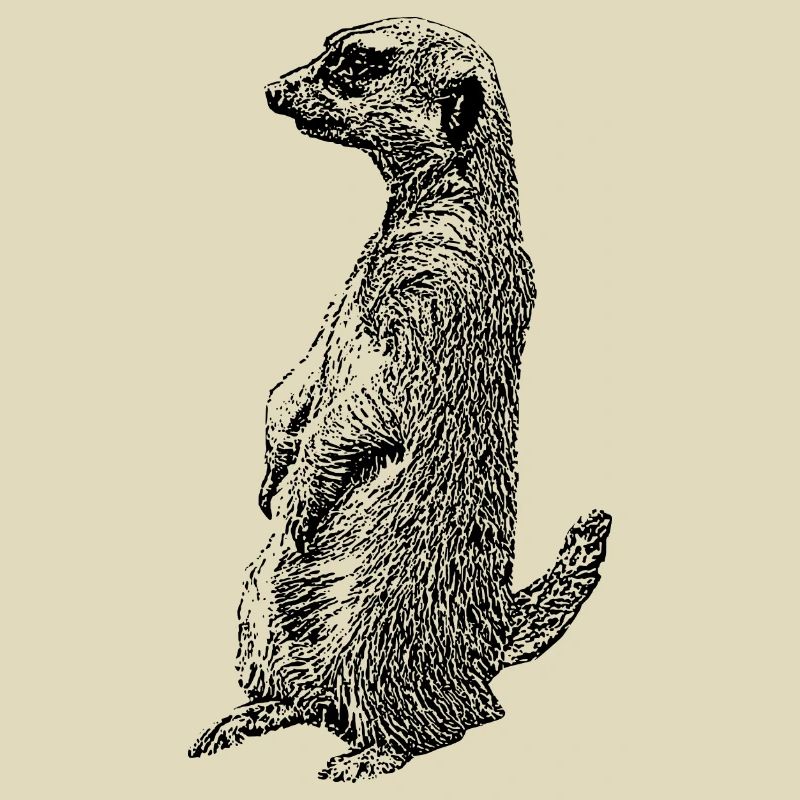 Erdmaennchen