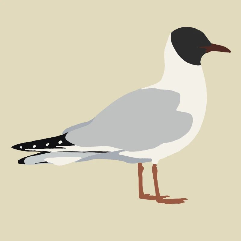 Lachmöwe