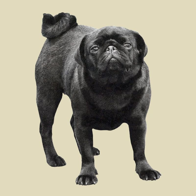 schwarzer Mops