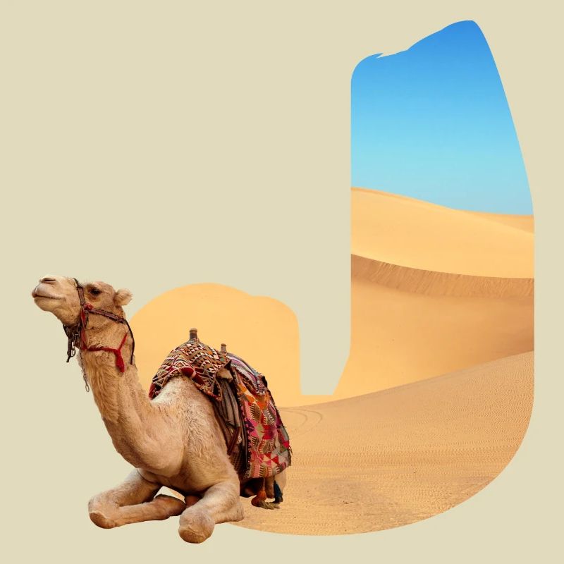 desert with camel j