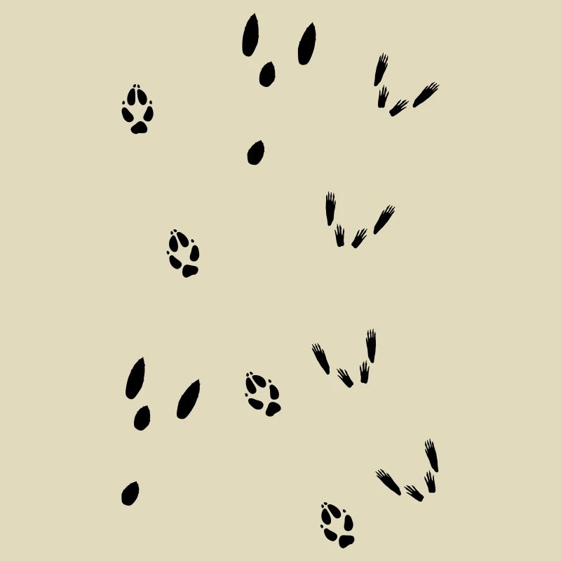 Trittsiegel Hase, Fuchs, Eichhörnchen