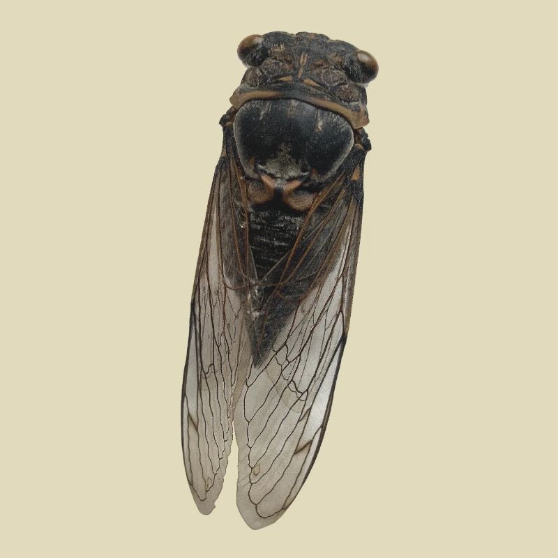 Zikade