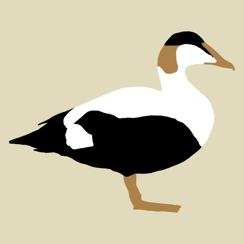 common eider
