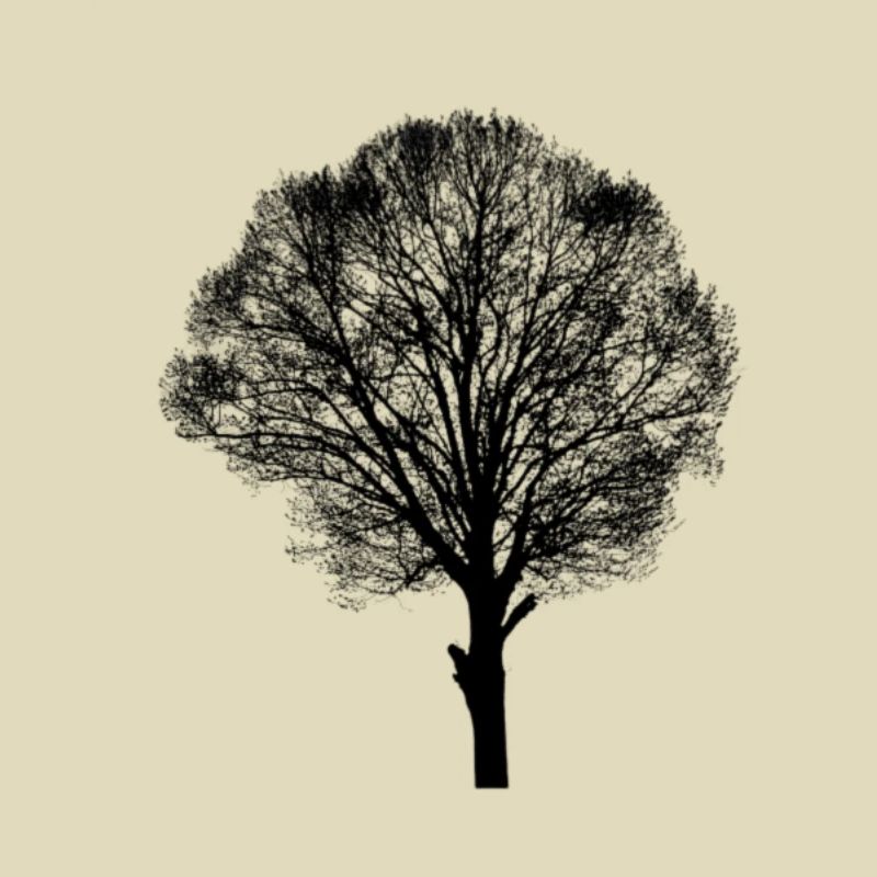 Baum