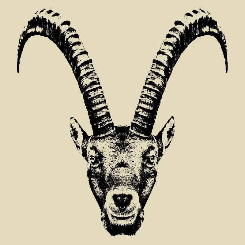 Steinbock / Kopf / Ibex / frontal