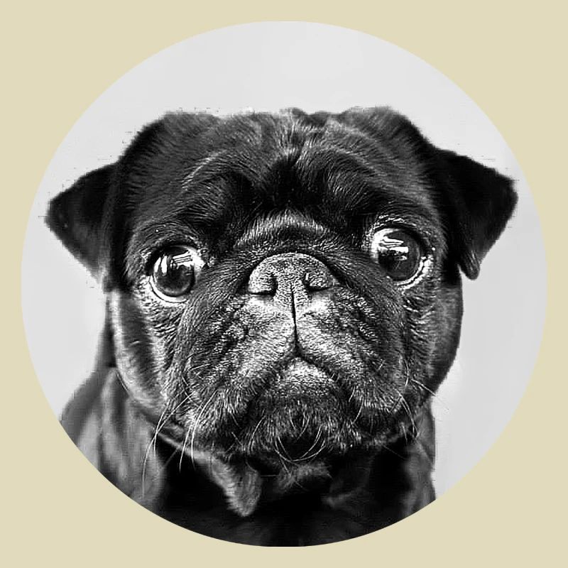 Schwarzer Mops