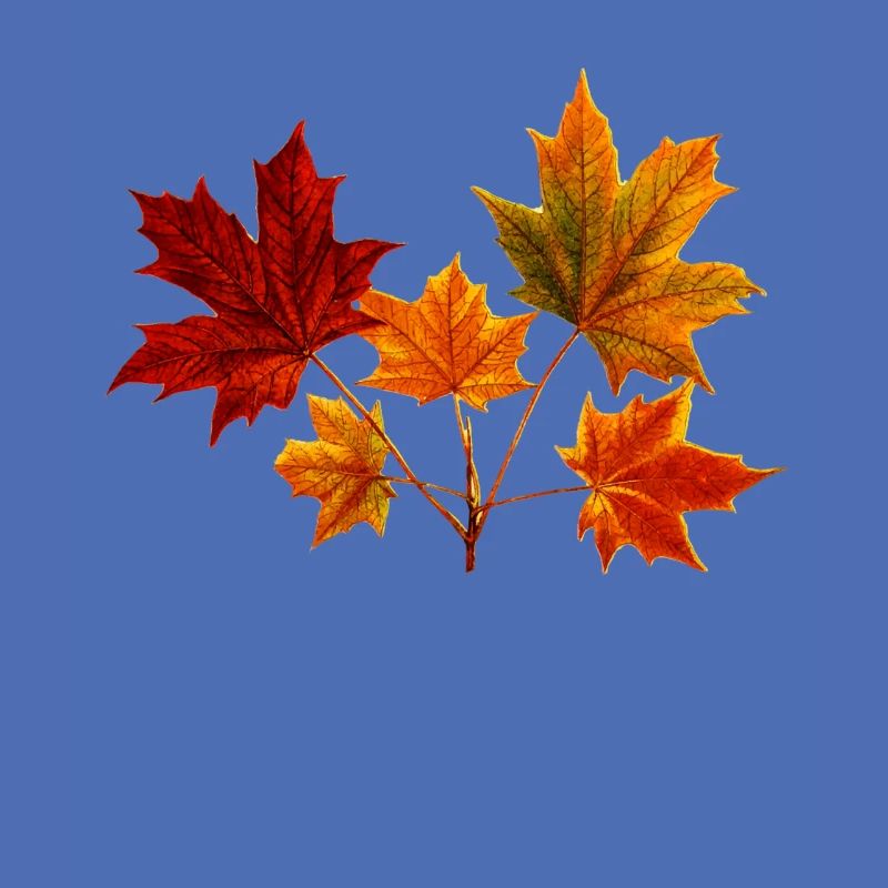 Maple Maple Leaf Maple Leaves