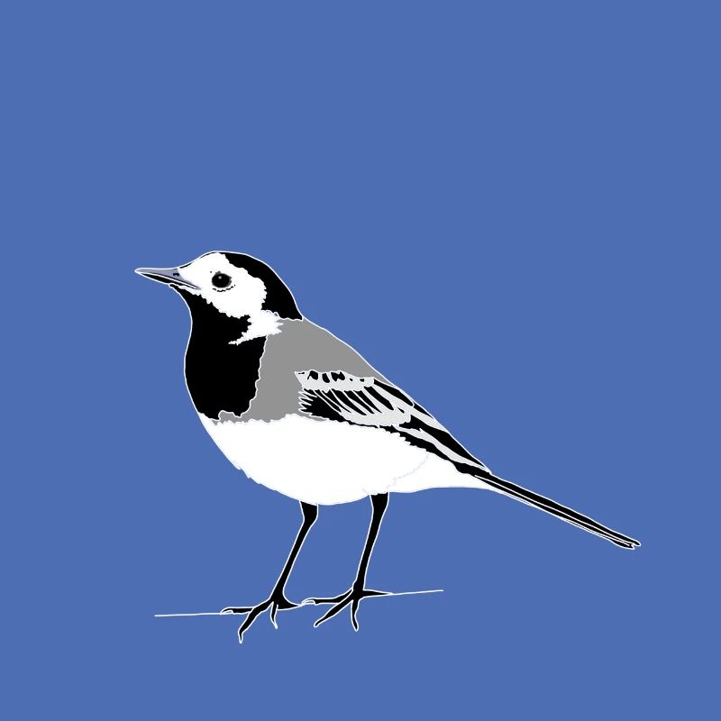 Wagtail
