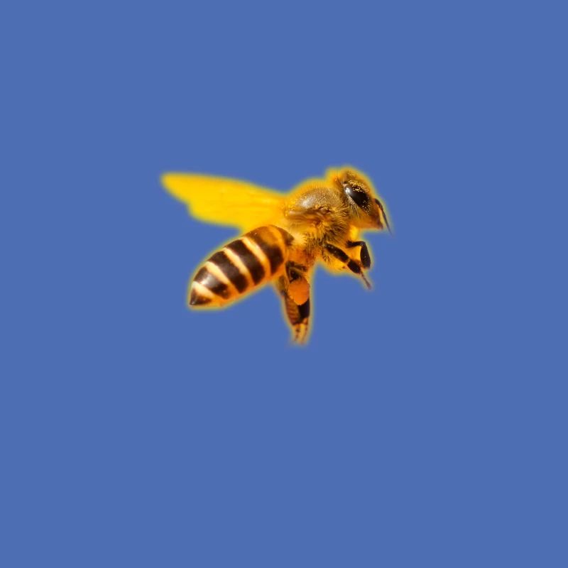 Biene