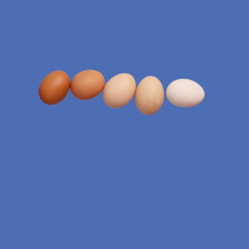 Eier