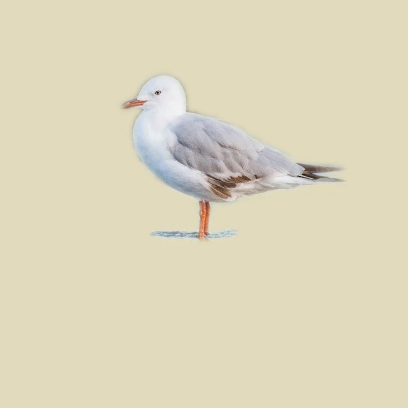 Möwe