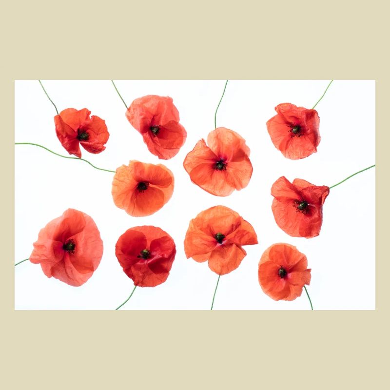 MOHNBLUME Rot Weiss