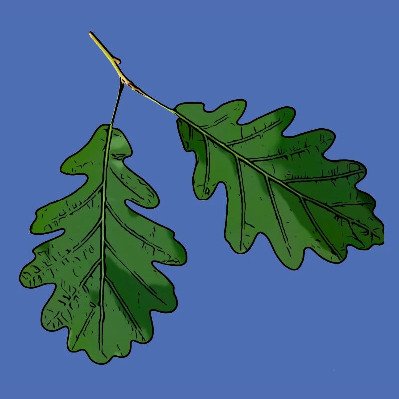 Eichenblatt Eichen Blatt