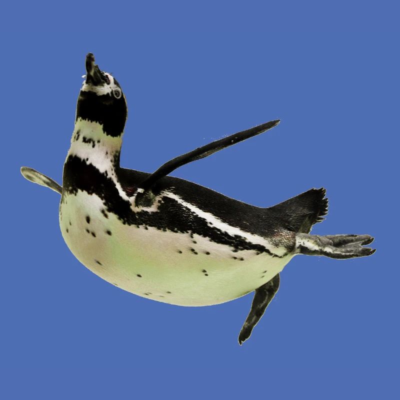 Pinguin