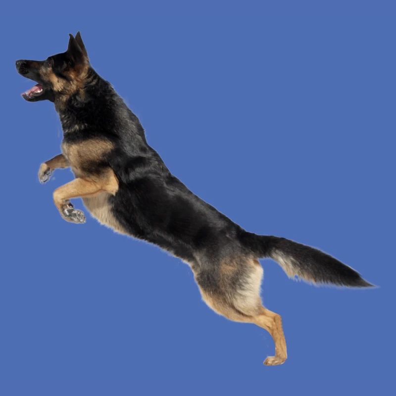 German Shepherd jumps