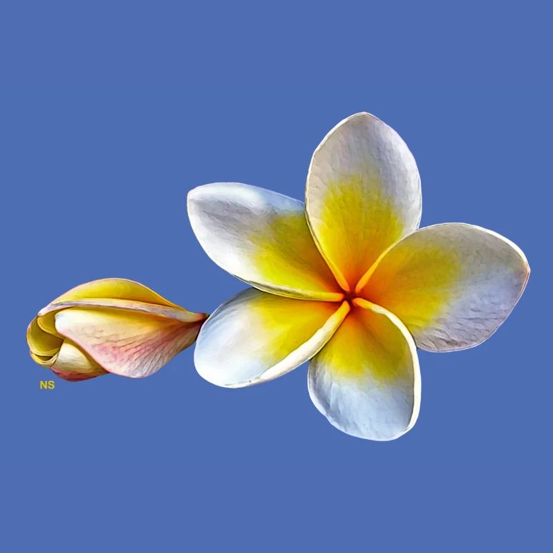 Weisse plumeria oder Frangipani Blume