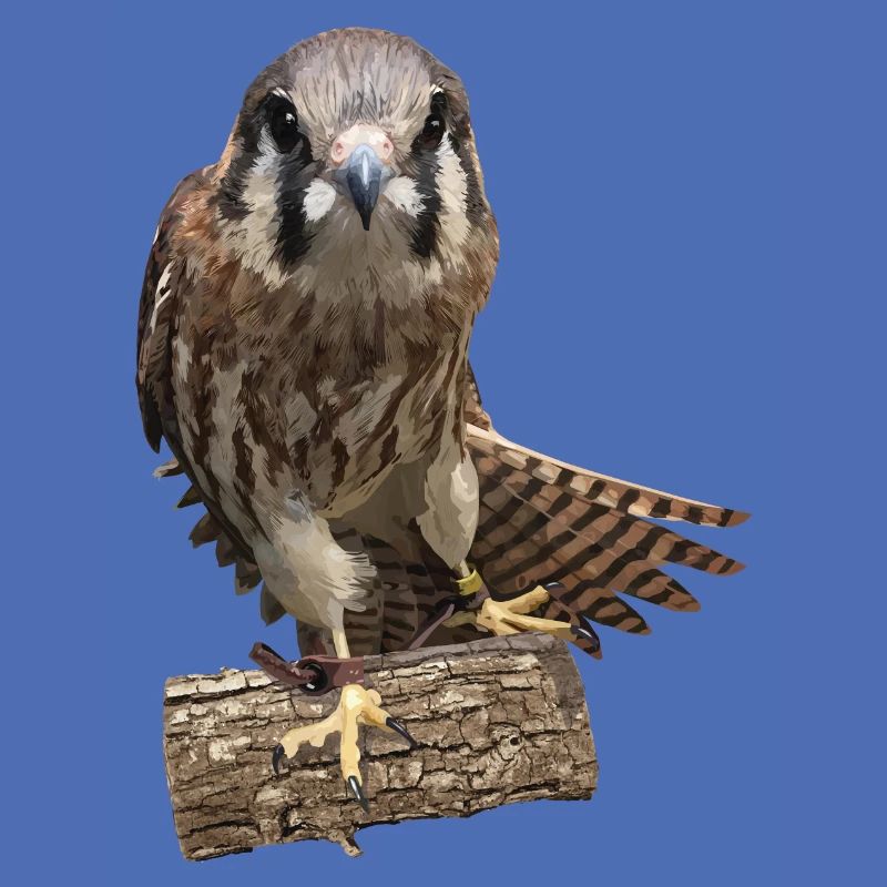 Kestrel