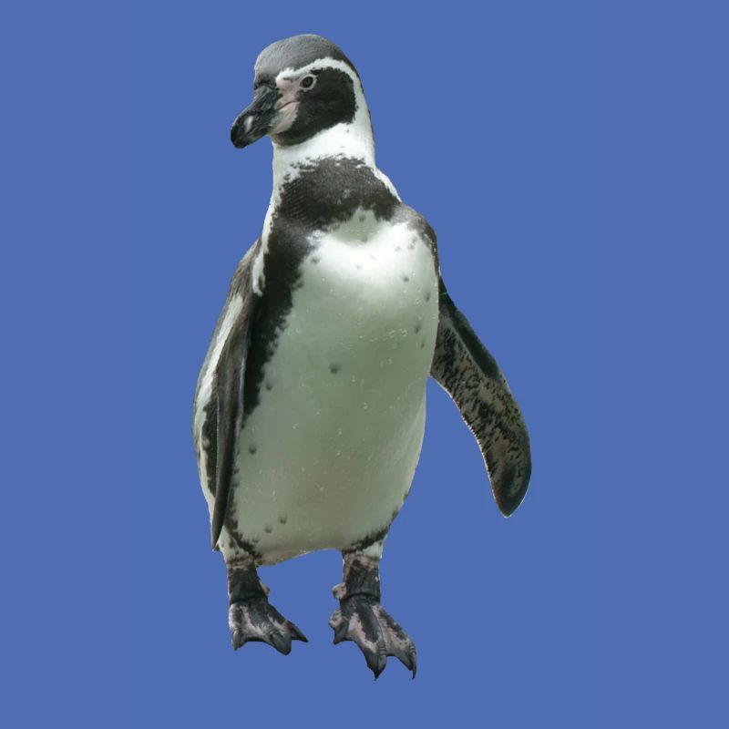 Pinguin