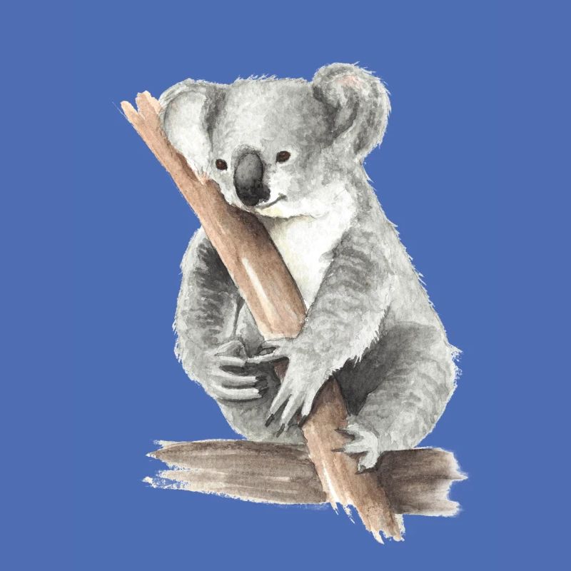 Koala