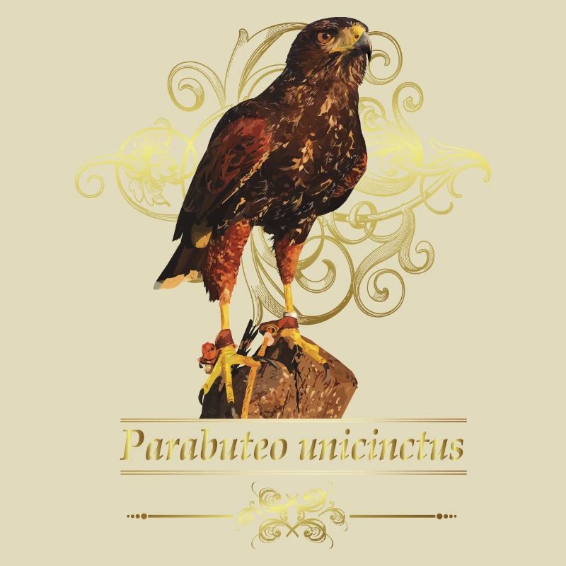 Reddish-reddish hawk