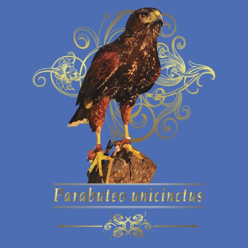 Reddish-reddish hawk