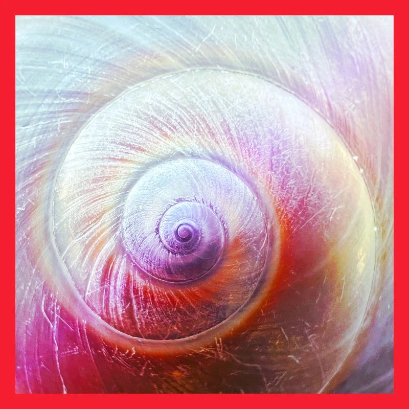 Spiralenschale