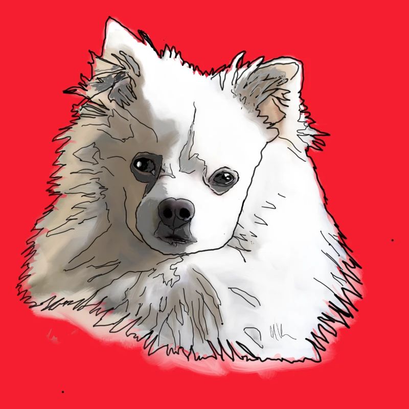 Spitz