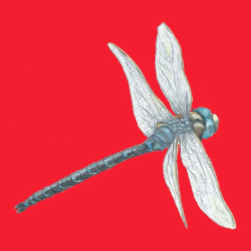 Illustration de libellule sarcelle