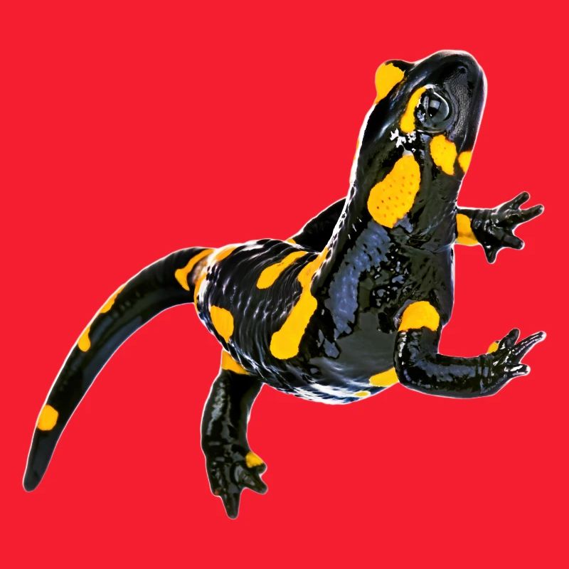 Feuersalamander