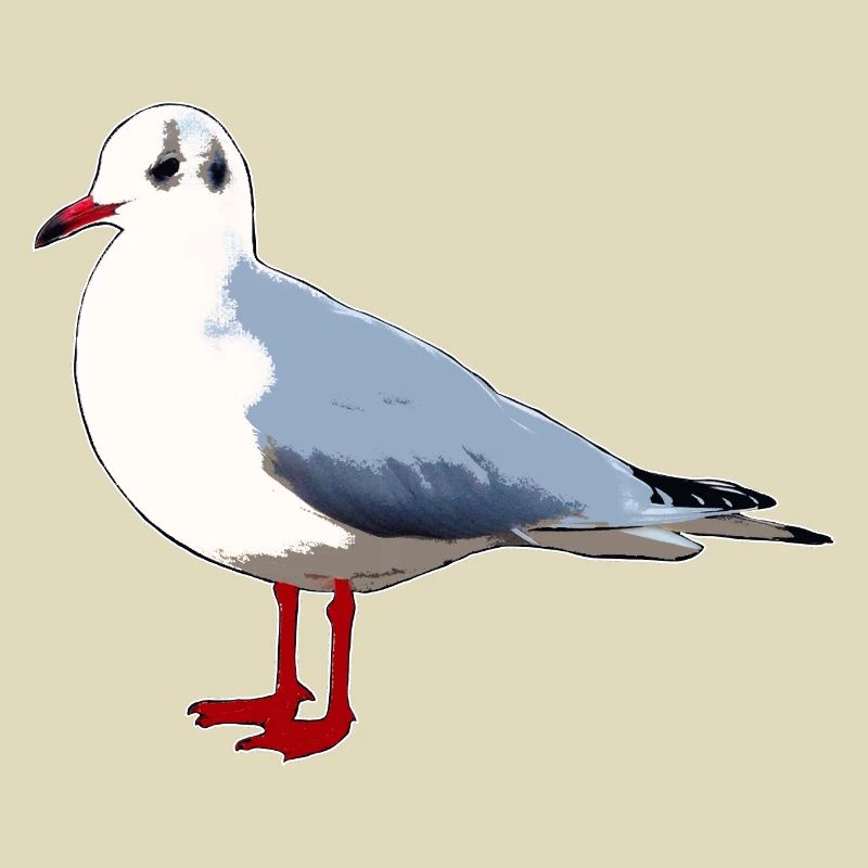 Möwe