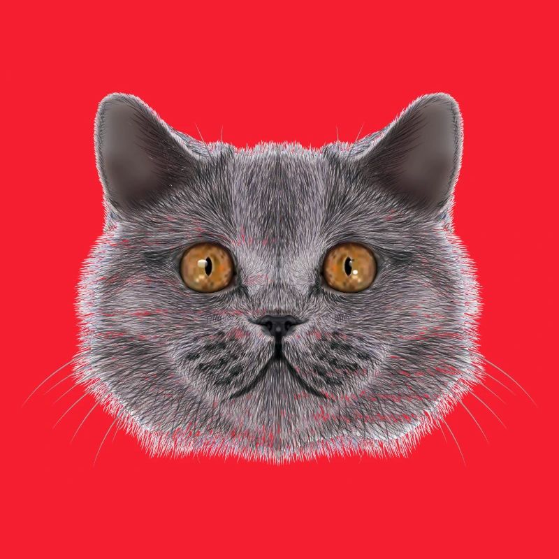 Britisch-Kurzhaar-Katze