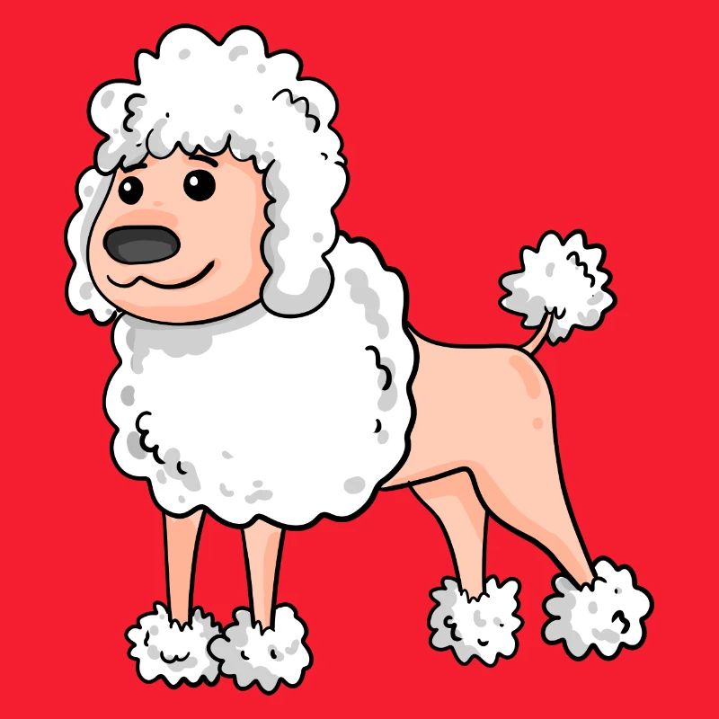 Caniche Race de chien blanc