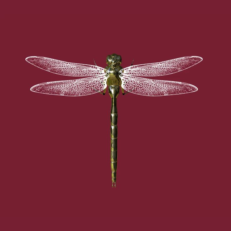 libellule