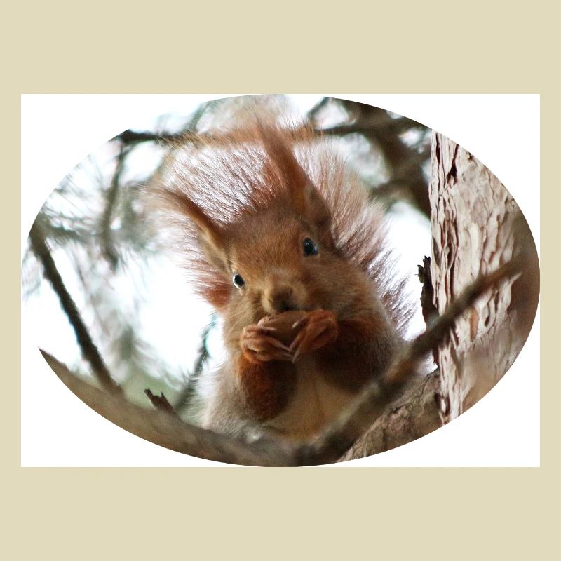 Eichhörnchen, Isibat