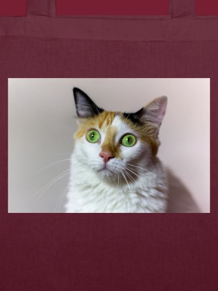Die Katze