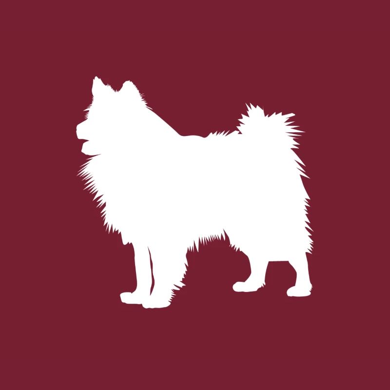 Wolfsspitz - Keeshond Dog
