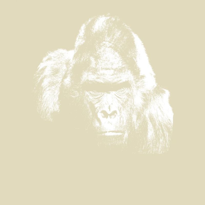 Gorilla silverback monkey