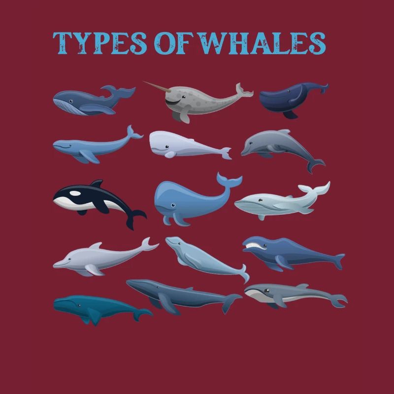 Types de baleines Whale Lovers Whales Espèces de baleines