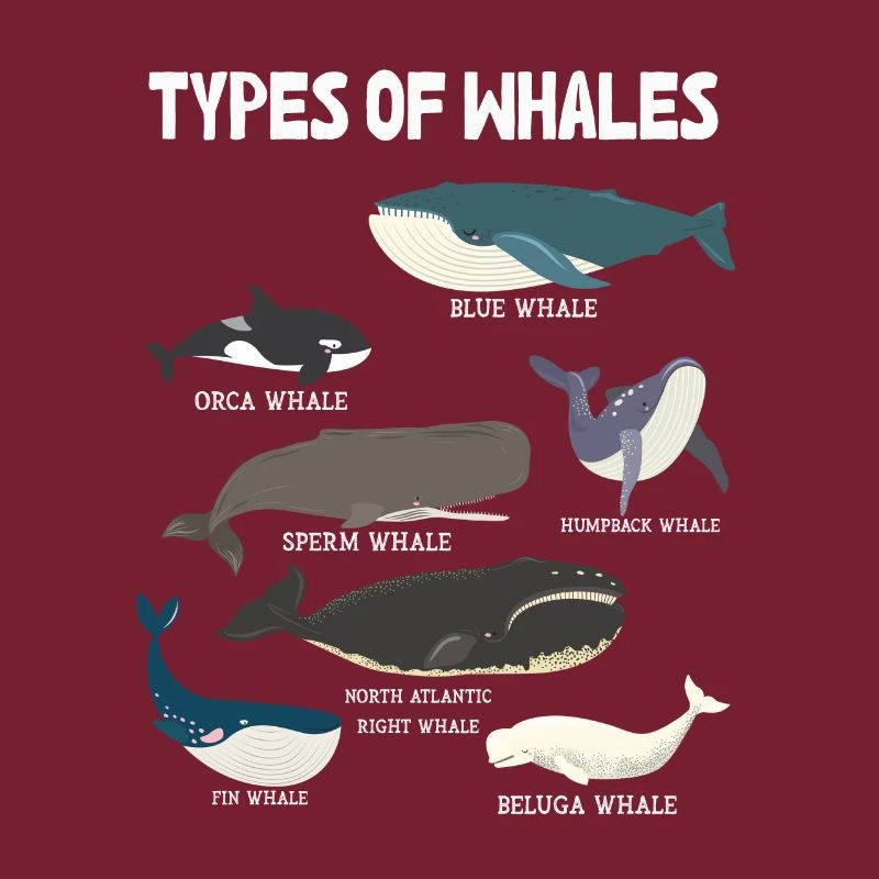 Types de baleines Whale Lovers Whales Espèces de baleines