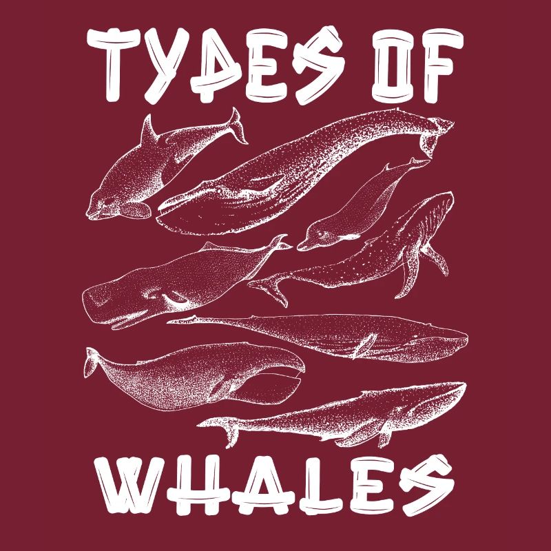 Types de baleines Whale Lovers Whales Espèces de baleines
