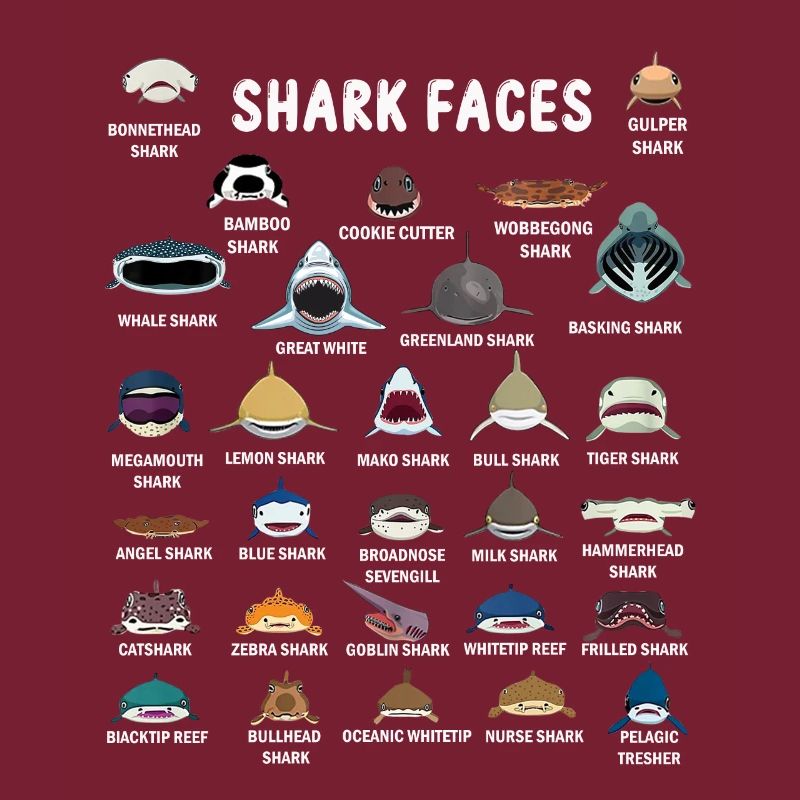 Types Of Shark Faces. Shark Face Identification