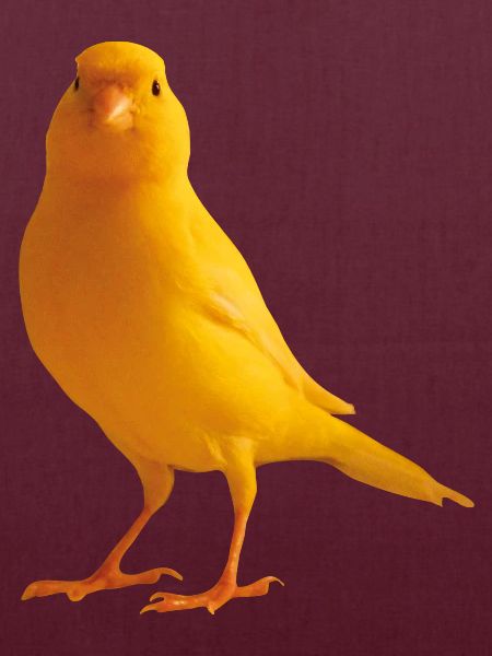 Kanarienvogel yellow bird
