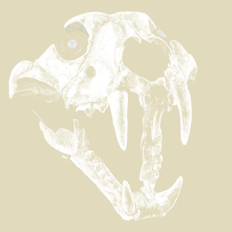 Fuchs Schädel