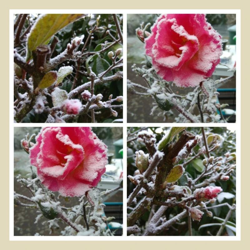 20171202 213512 COLLAGE