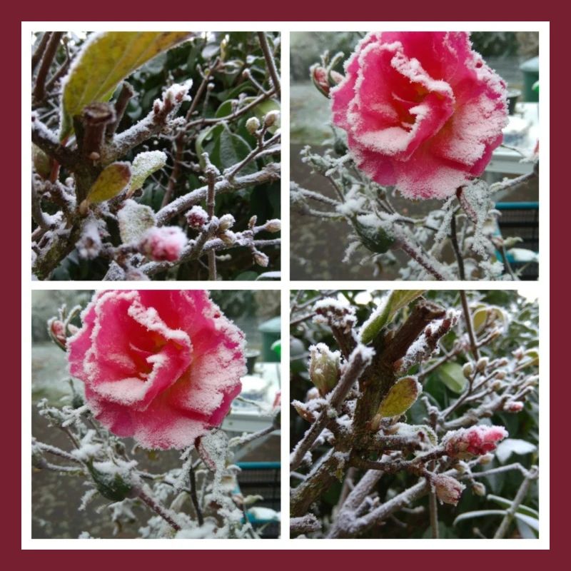 20171202 213512 COLLAGE