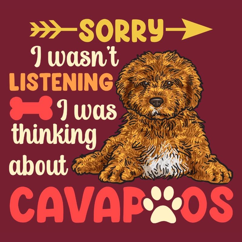 Cavapoo Cavoodle Capoodle Chien