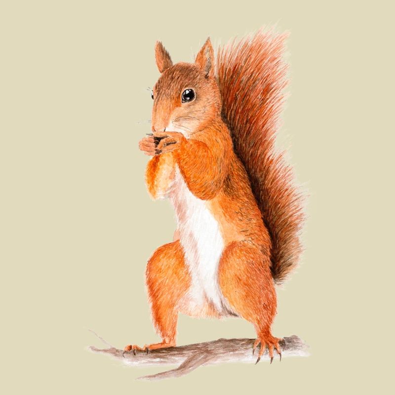 eichhörnchen