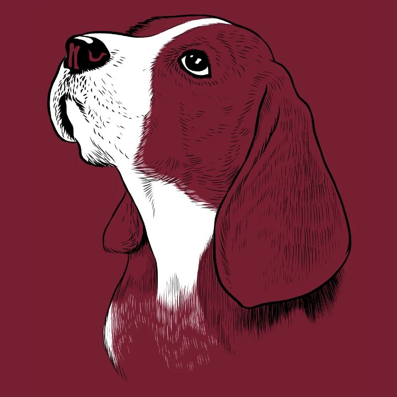 Beagle Hund